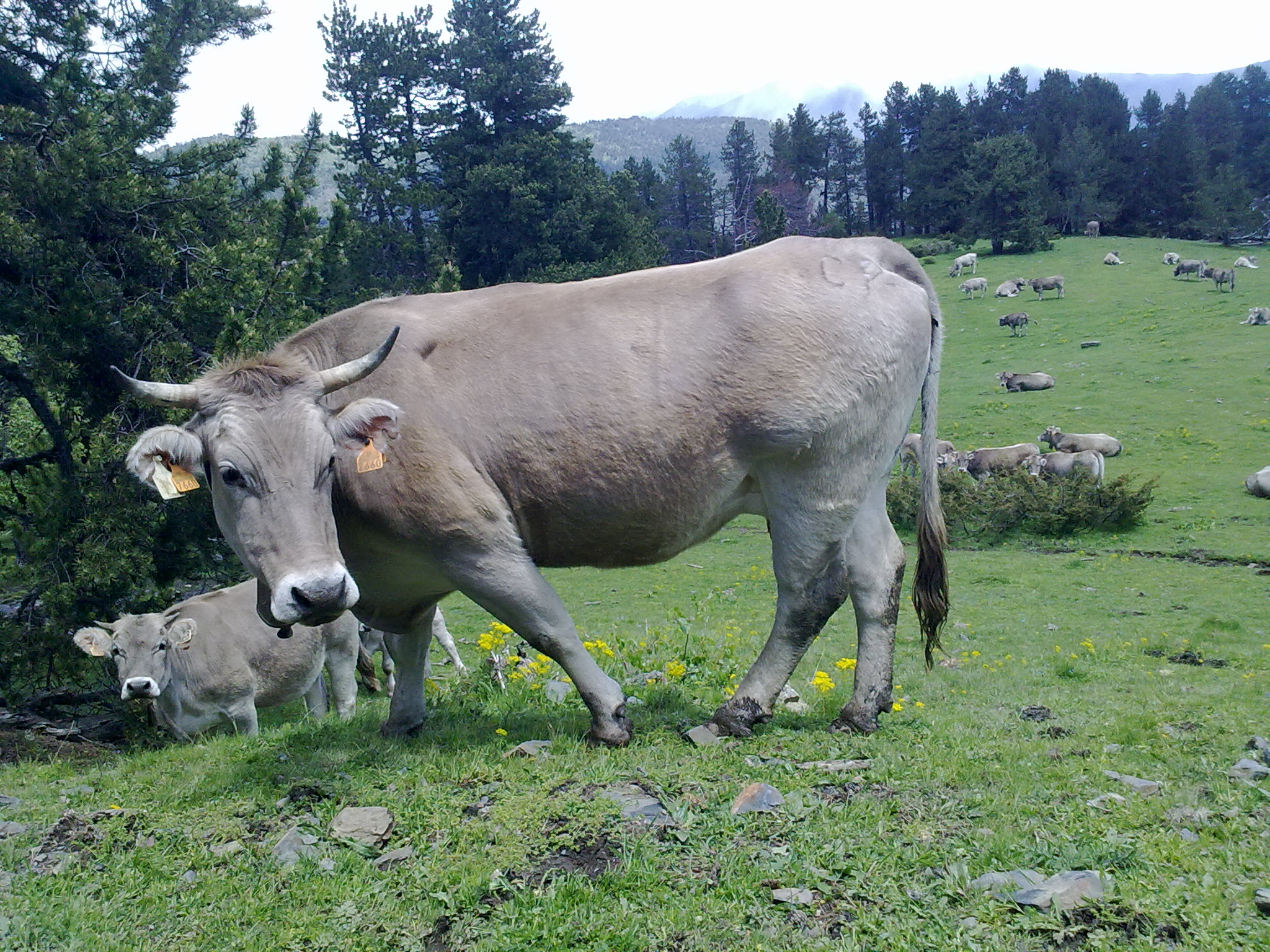 Entorn rural i muntanyós de la Vall d'Àneu