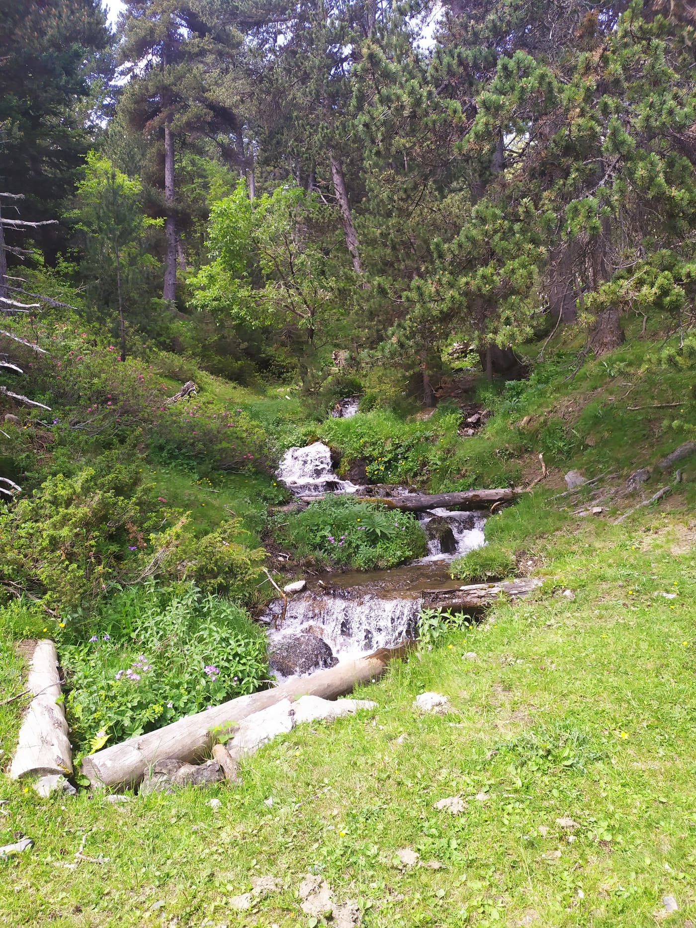 Cascada al bosc