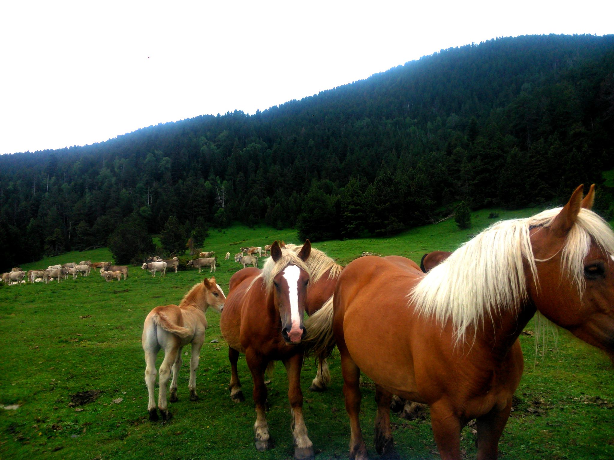 Muntanyes del Pirineu a la Vall d'Àneu