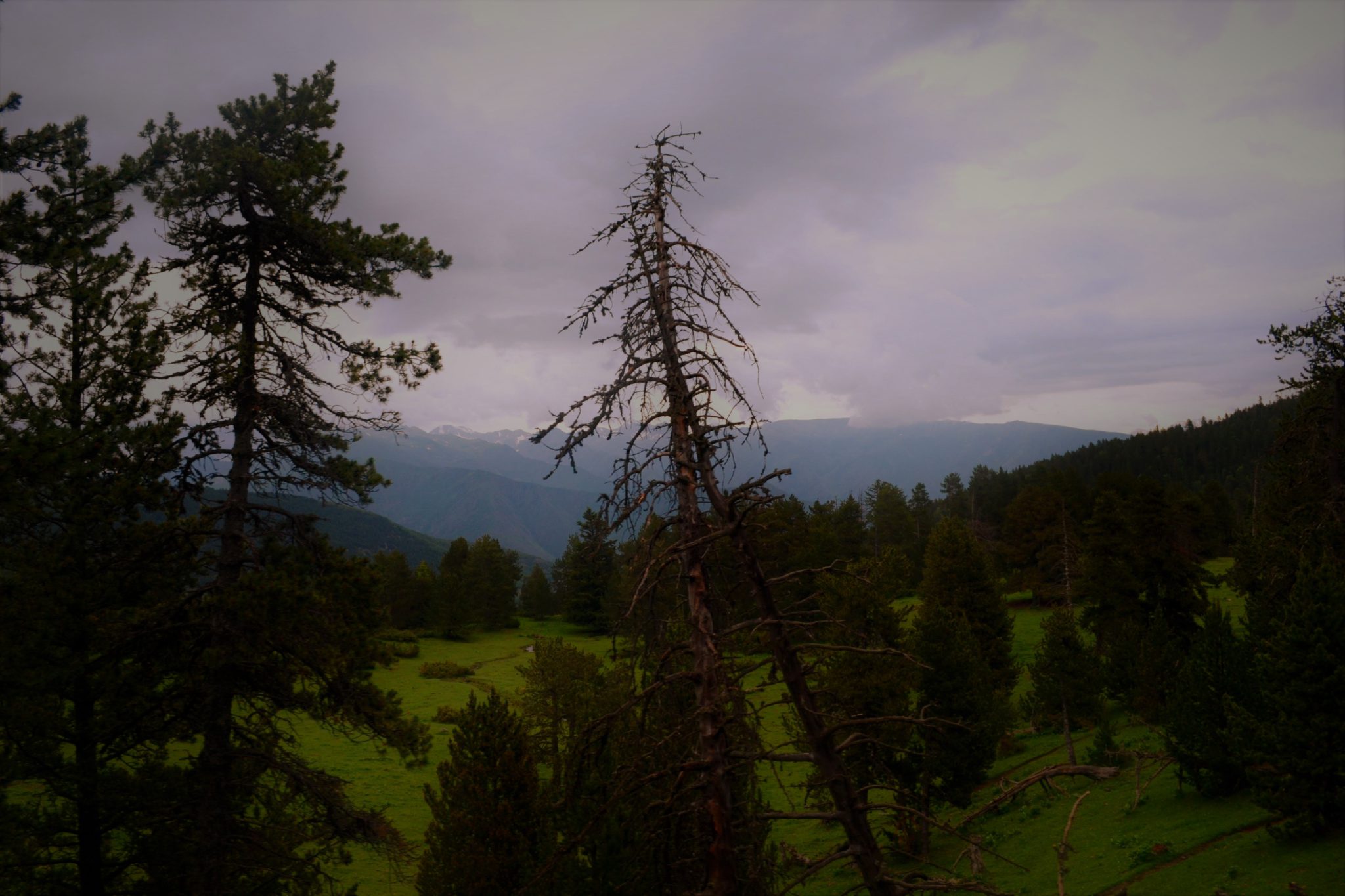 Natura i boscos de l'Alt Pirineu lleidatà