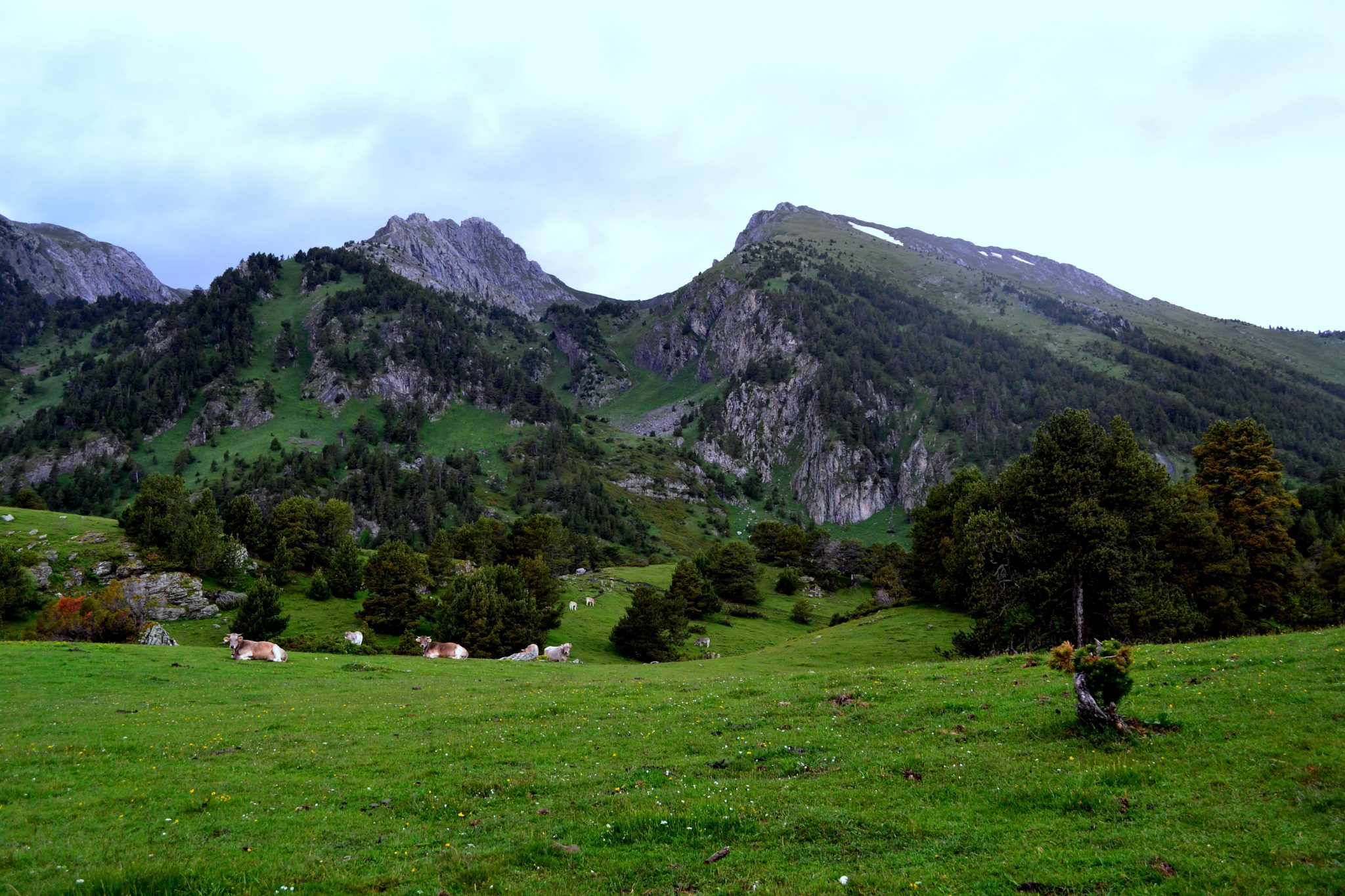 Prats i muntanyes de l'Alt Pirineu lleidatà