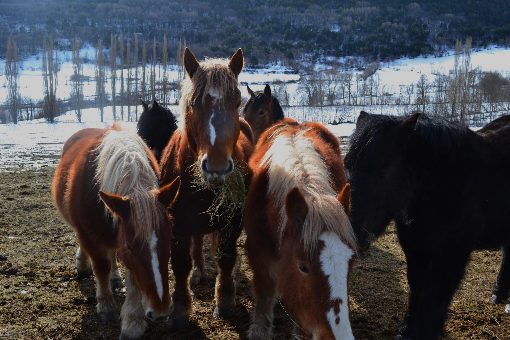 Alta muntanya del Pirineu lleidatà
