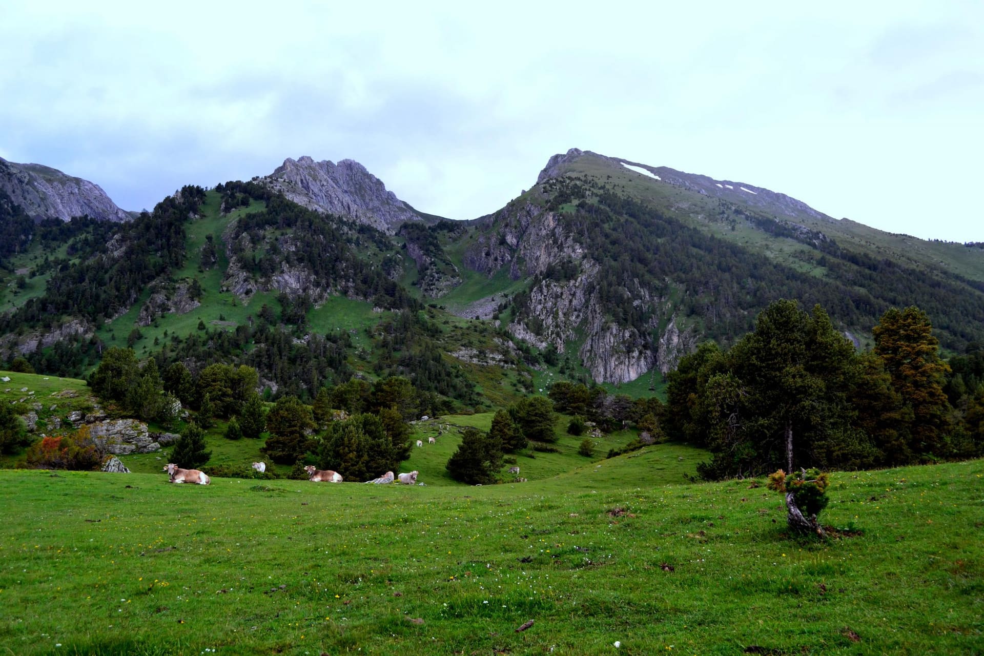 Prats i muntanyes de l'Alt Pirineu lleidatà