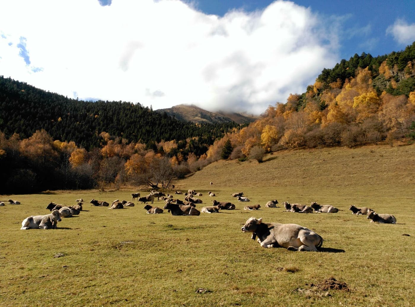 Paisatge de tardor