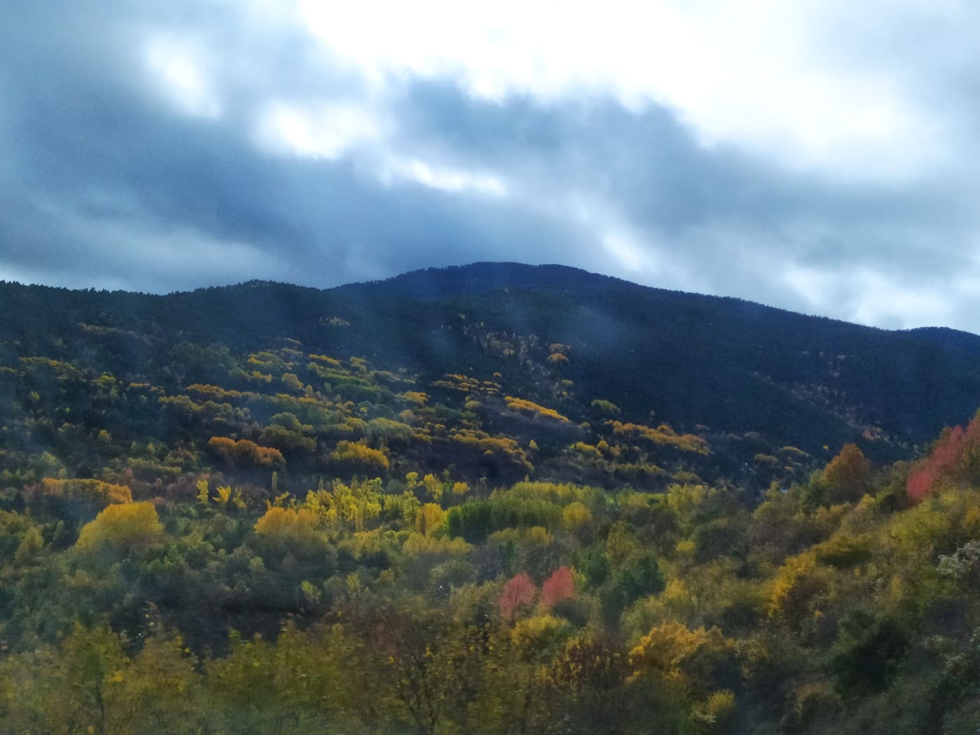 Bosc de tardor