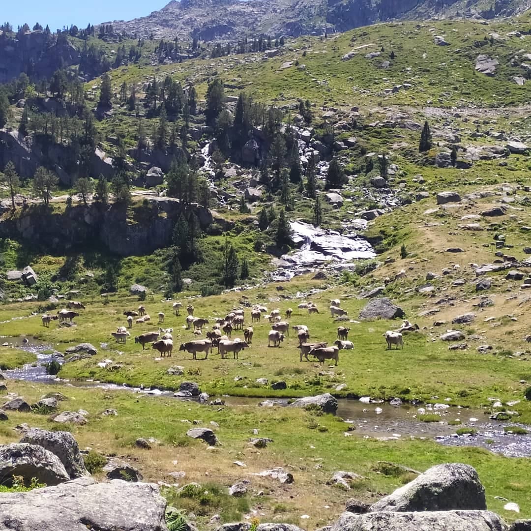 Ramat a l'alta muntanya