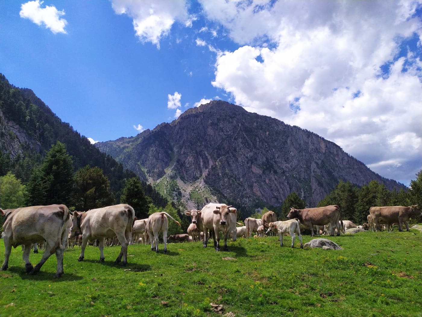 Vaca Bruna dels Pirineus