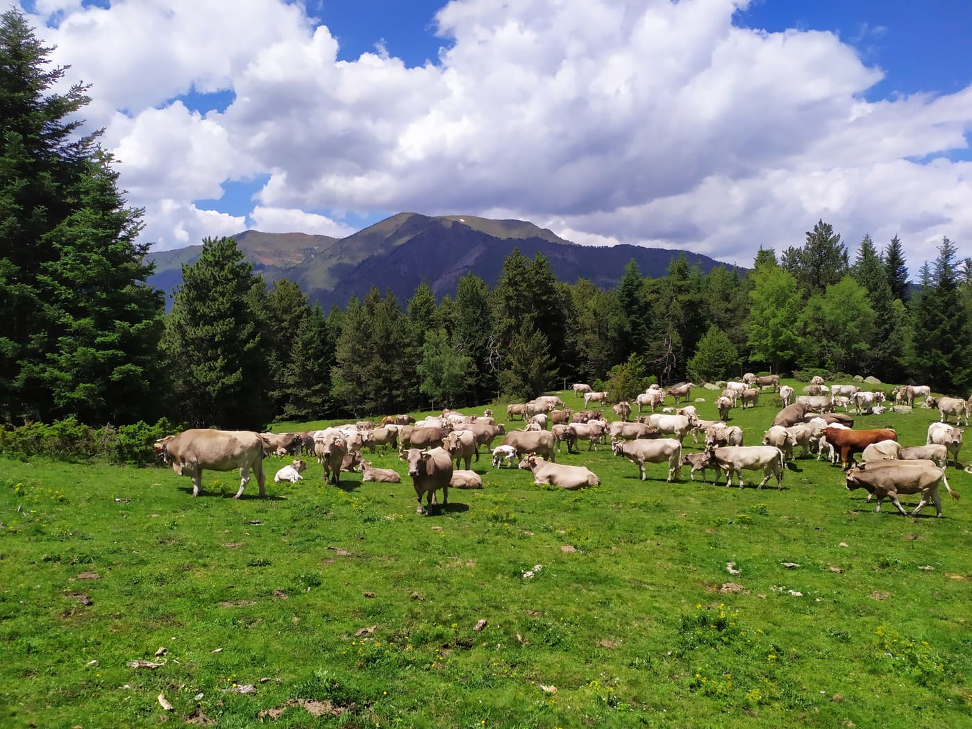 Ramat de vaques en prat verd