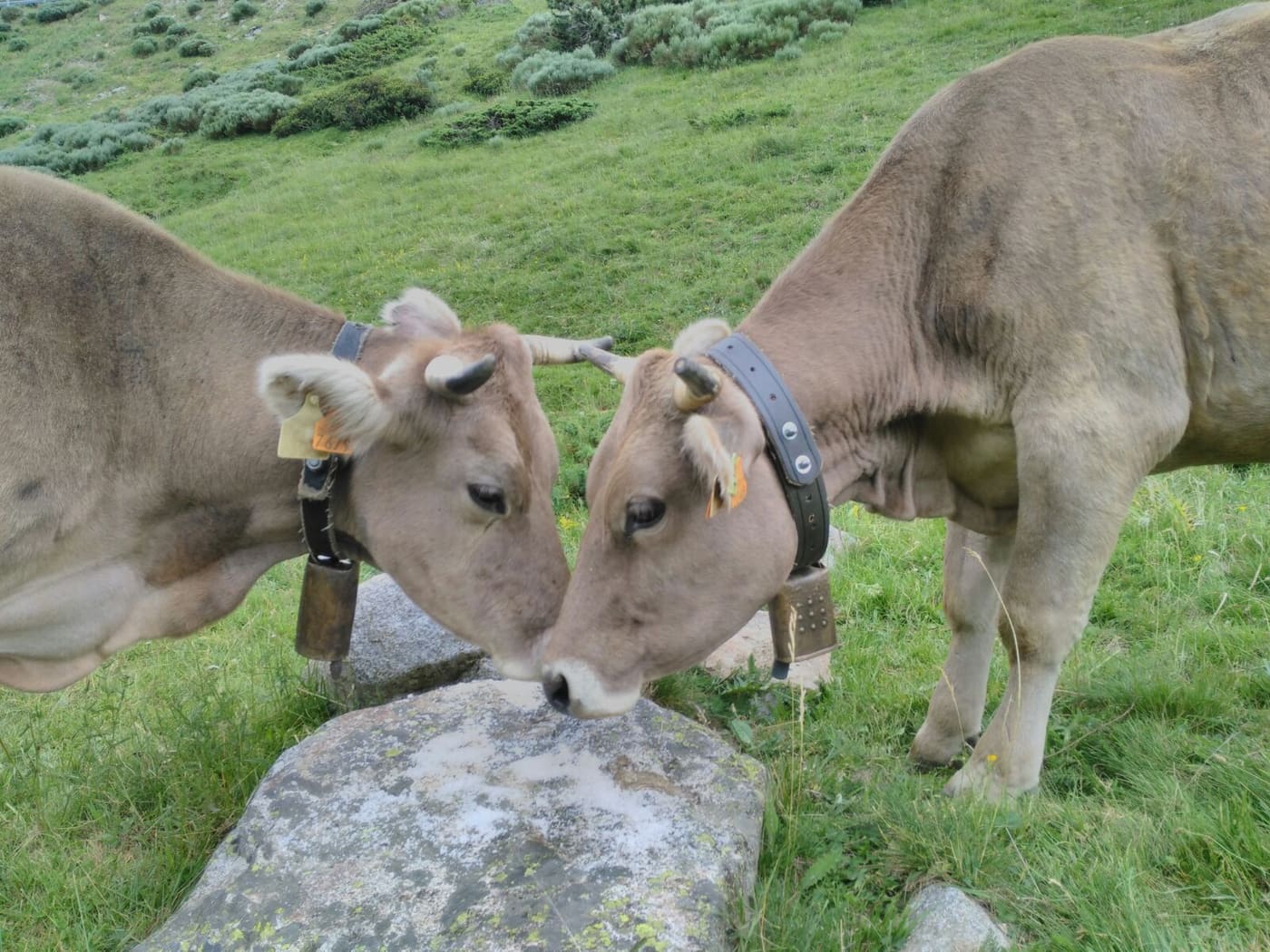 Vaques als prats del Pirineu
